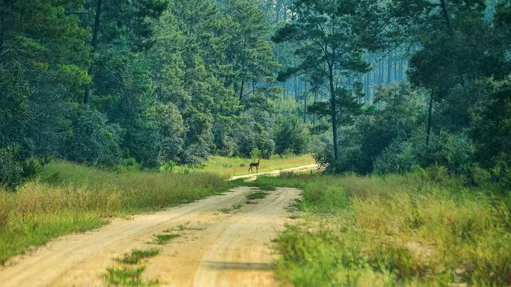 Mount Kalaga и леса Флориды — реальность